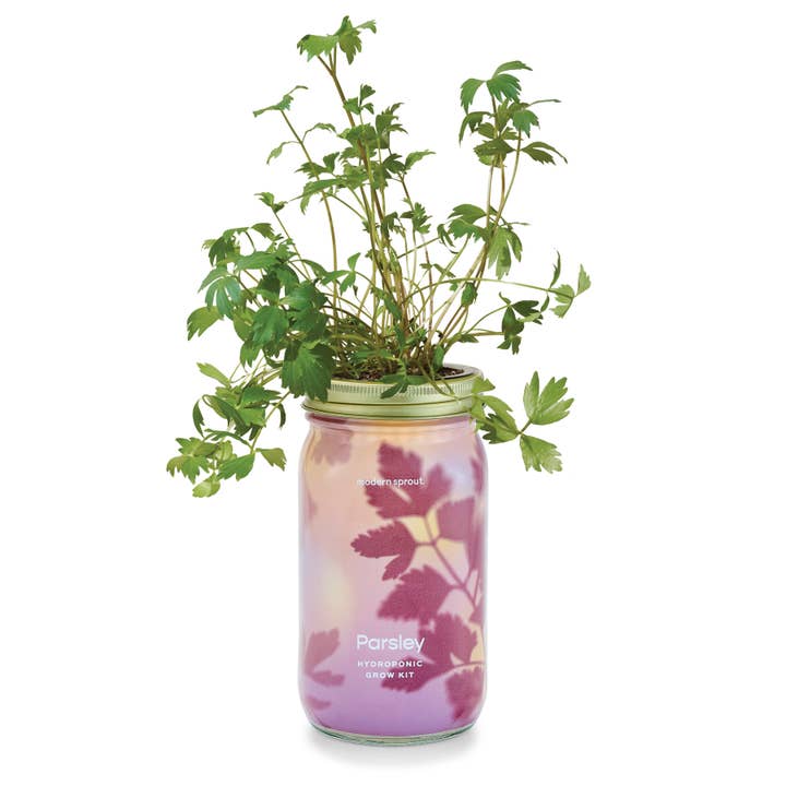 Modern Sprout - Wholesale Plant Pot - Herb Garden Jar9