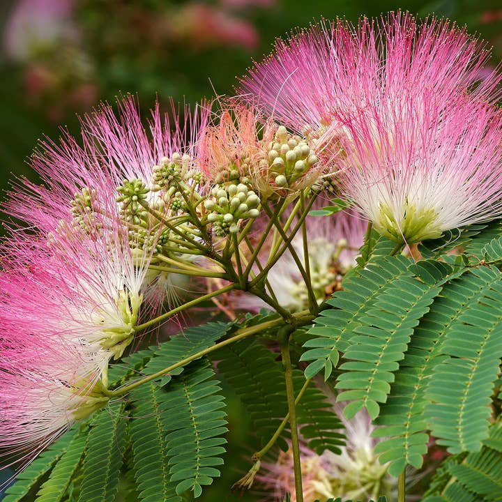 The Herbologist Shop - Wholesale Health/Detox Tea - Grief Relief Tea Loose Leaf Organic 2oz3