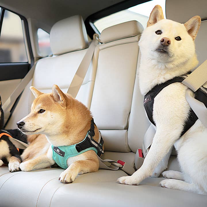 Sleepypod - Wholesale Pet Harness - Dog - Clickit Terrain Plus Car Harness