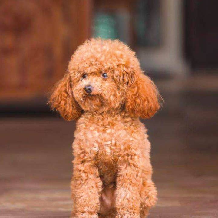 Croci - Vendita all'ingrosso Shampoo - Cani - Shampoo per Cane Barboncino - Gill's