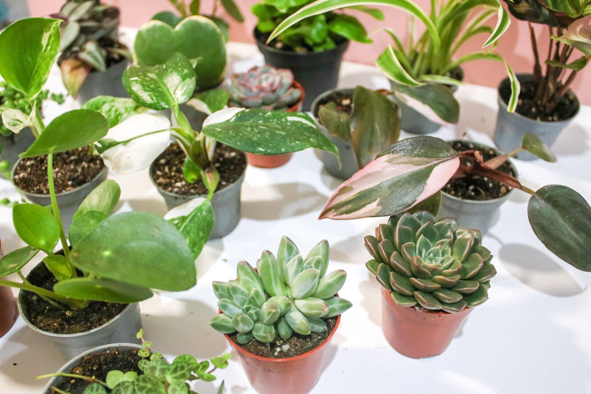 Wildestdreams.flowers – wholesale Live plant – Mini houseplants mystery (6cm pots)2