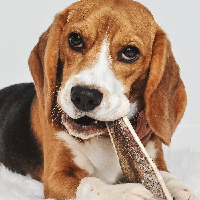 Evident - Wholesale Pet Bone/Rawhide - Dog - BENJI - Deer antler chew bevel for dogs8