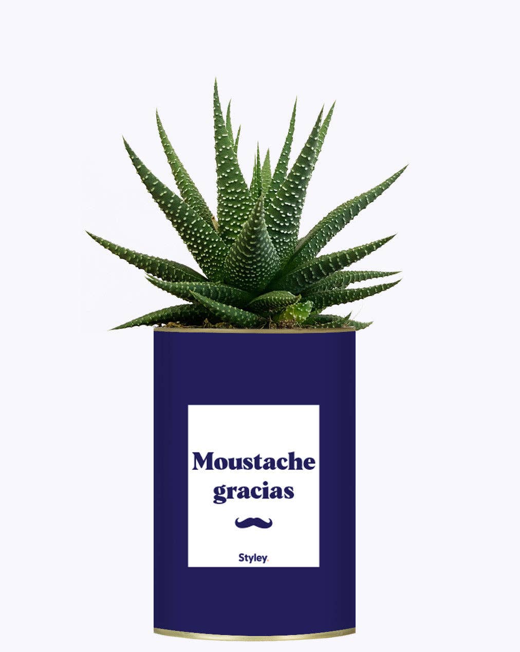 Styley - Wholesale Live Plant - Moustache Gracias - Cactus2