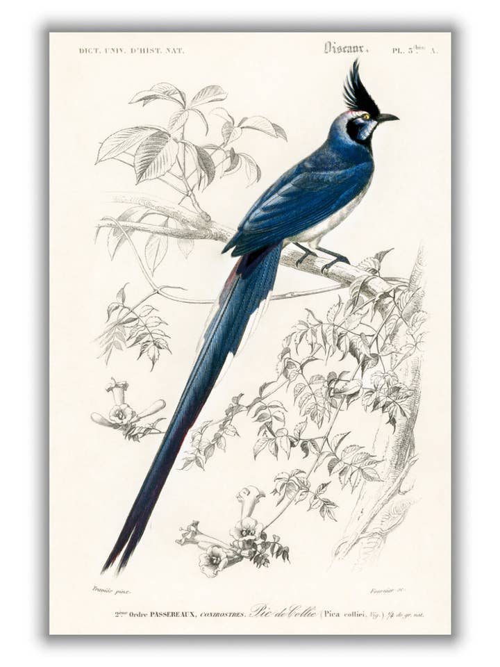Black-throated magpie-jay for wholesale by Stanley Print House