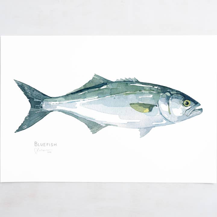 Studio Tuesday - Wholesale Art Print - Bluefish Watercolor Print, Fish Painting