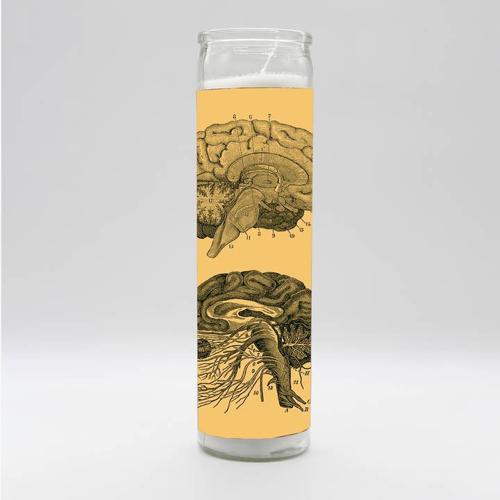 Anatomy Brain Candle for wholesale by BOBBYK