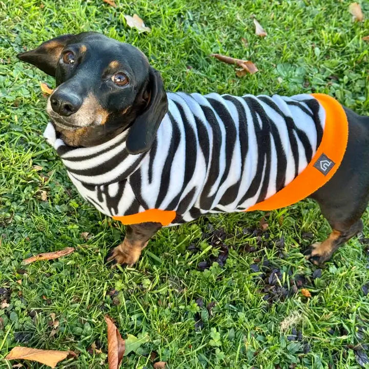 Doghouse – wholesale Pet jumper – Dog – Dachshund Wild Animal Print Fleece Jumper10