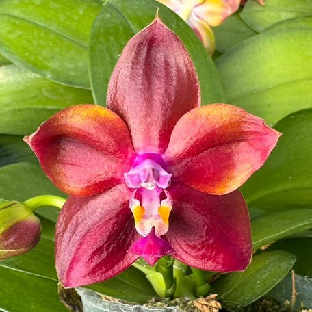 Phalaenopsis Mituo Obsidian 'Three Headed Dog' 2.5" Fragrant | Rare Houseplant for wholesale by OrchidBox