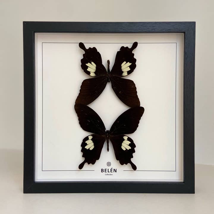 Belén Collection - Wholesale Wall Accent - Helenus Butterflies TWINS frame/ecru background0