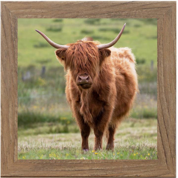 Summer Snow Art - Wholesale Sign - Cute Highland Cow Framed Art Sign Picture