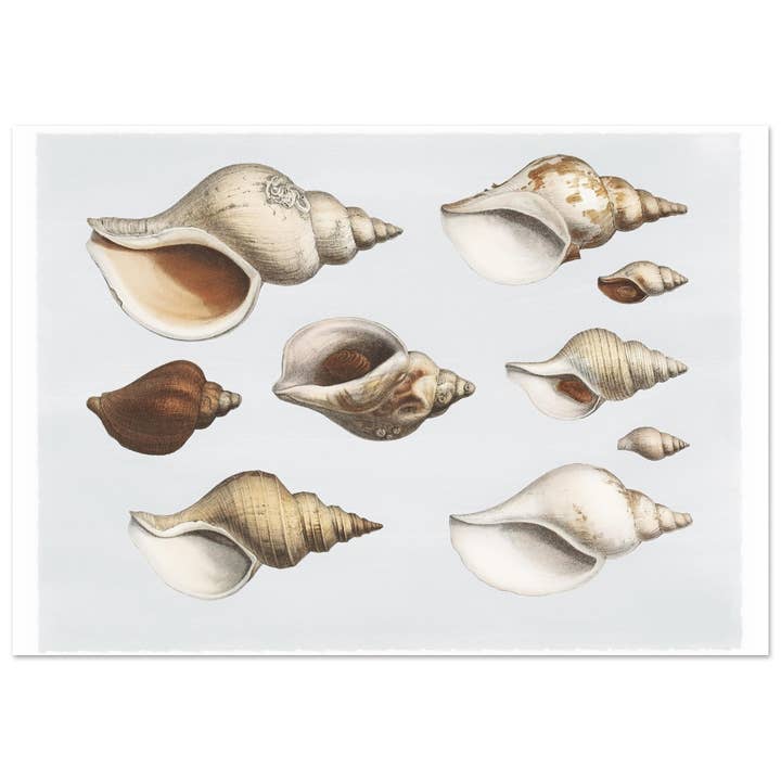 Vida marinha por atacado de Maison de Paloma