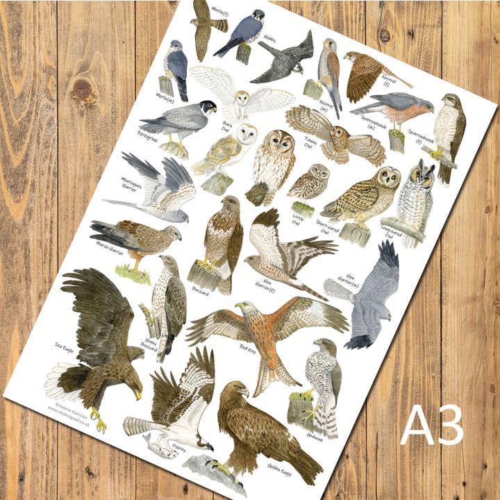British Birds of Prey & Owls Identification A3 Poster, Art for wholesale by Rie Designed