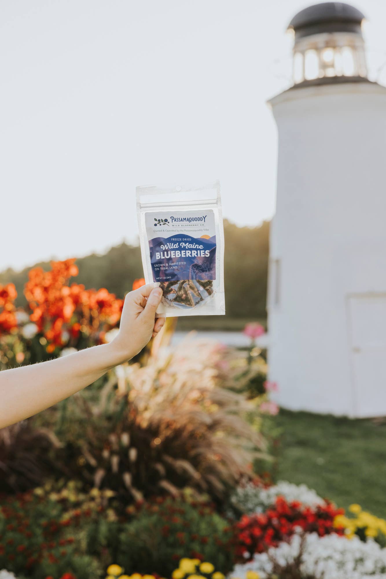 Passamaquoddy Wild Blueberry Co. - Wholesale Dried/Dehydrated Fruit - Freeze Dried Wild Maine Blueberries Harvested on Tribal Land6