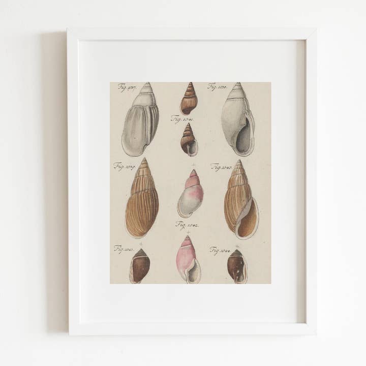 Sea to Skye - Wholesale Art Print - Antique Shells I Antique Print1