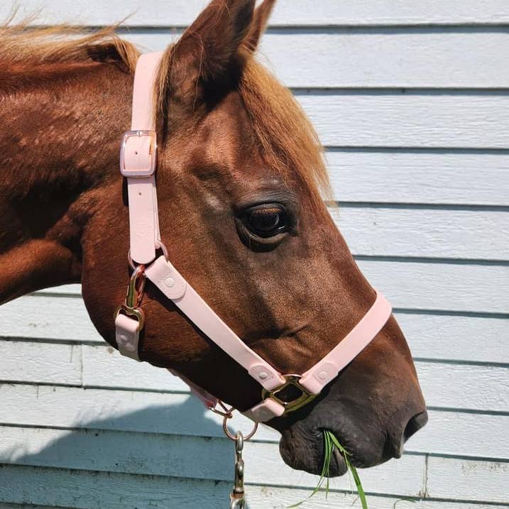 WATERPROOF Pink Horse halter *NOW AVAILABLE* for wholesale on Faire