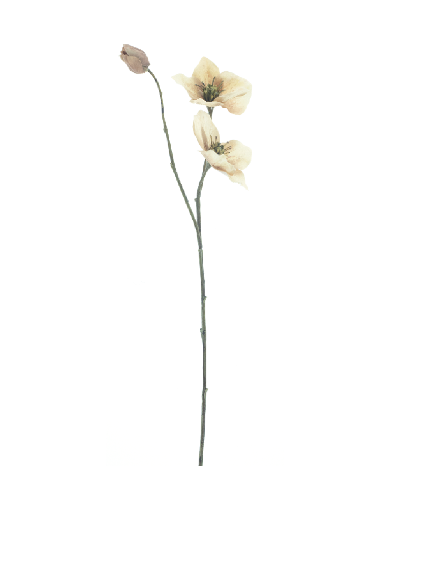 DRYdecorations - Wholesale Artificial Flowers - Helleborus spray Caseros brown 0