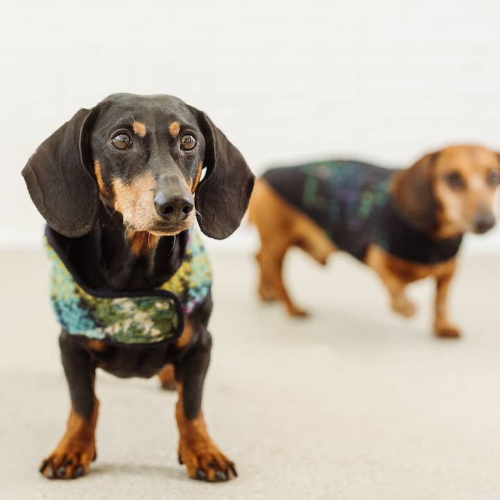 Dachshund Couture - Wholesale Pet Coat - Dog - Dachshund coat Chagall tartan