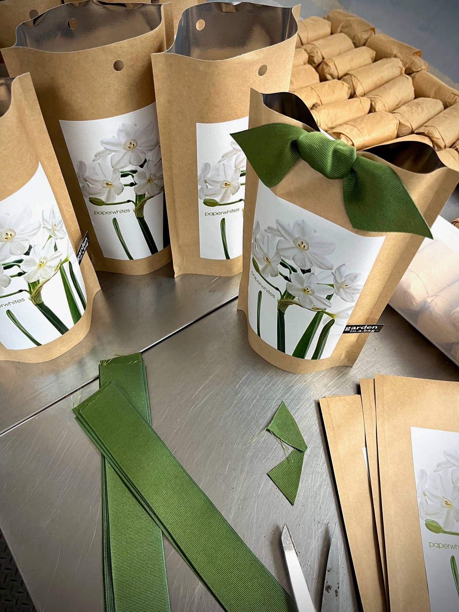 Potting Shed Creations, Ltd. - Wholesale Live Plant - Garden in a Bag Paperwhites | Fall & Christmas | Best Seller3