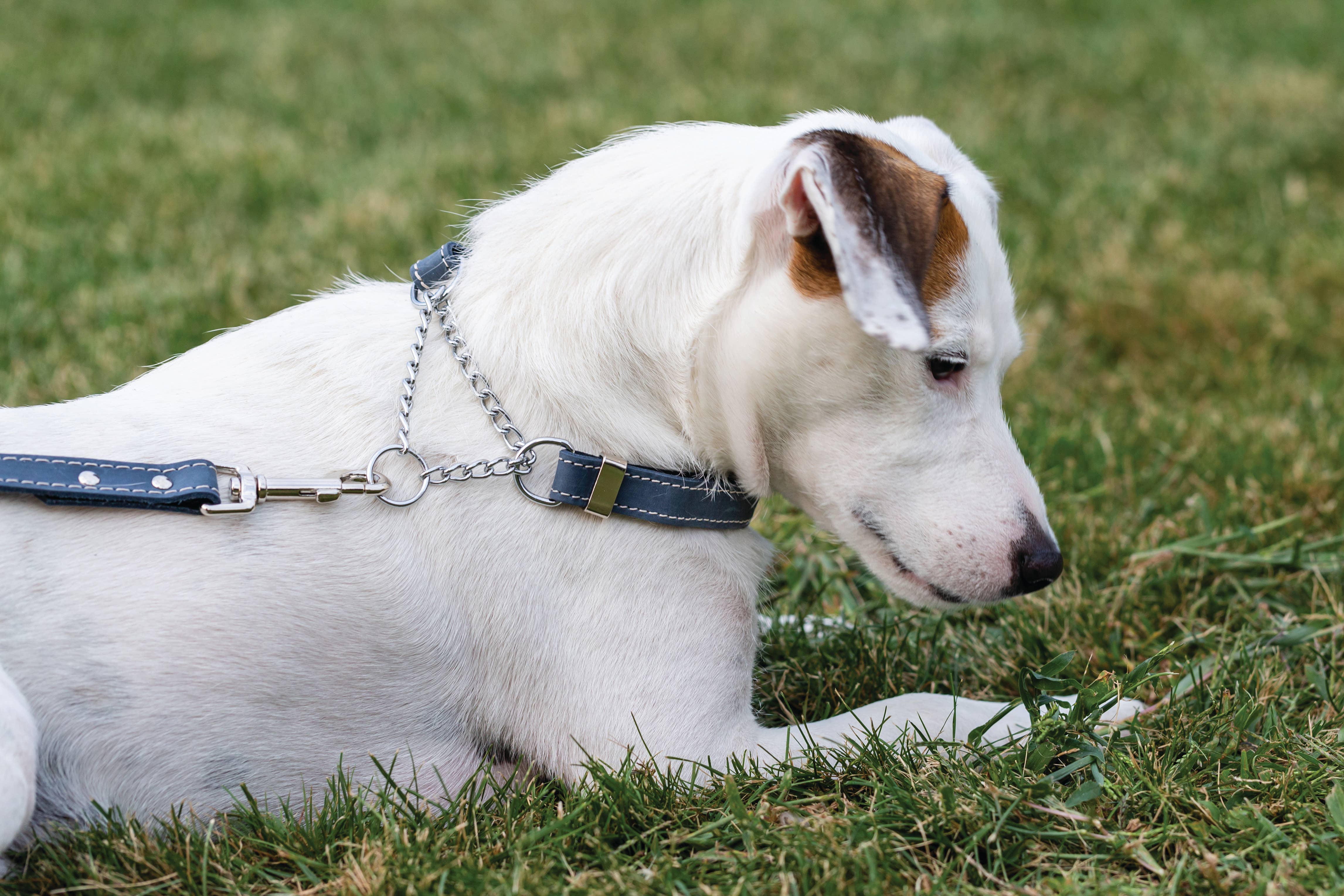 Euro-Dog Collars and Leads - Wholesale Pet Collar - Dog -  Pro Line Leather Dog Collar Martingale Style Soft 1