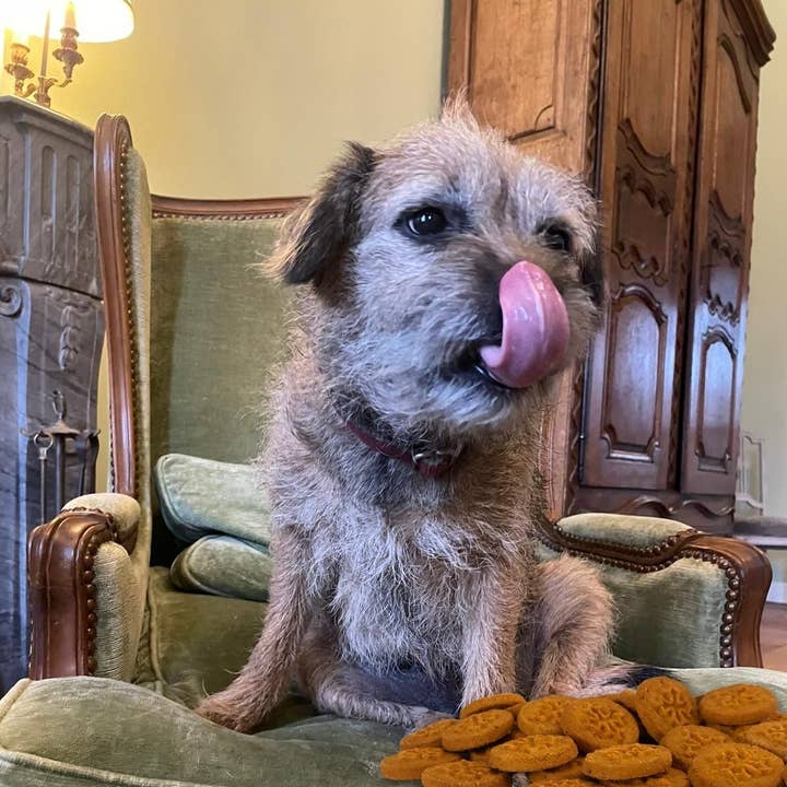 Scraps Gourmet – wholesale Pet treats – Dog – TOMATO AND BULK CHEESE SCRAPS/400g3