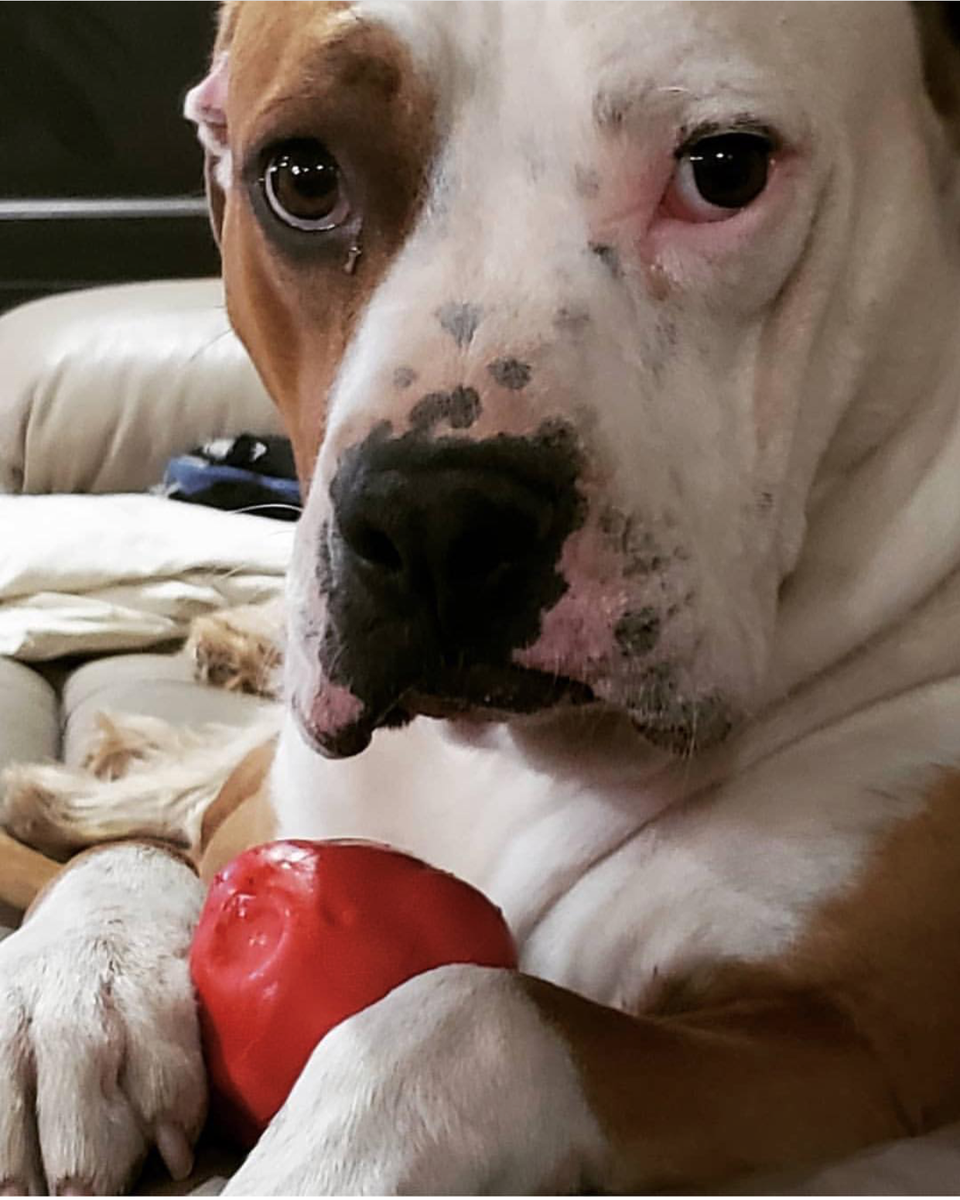 SodaPup Dog Toys - Wholesale Pet Chew Toy - Dog - Spotnik Asteroid - Chew Toy - Retrieving Toy - Large - Red6