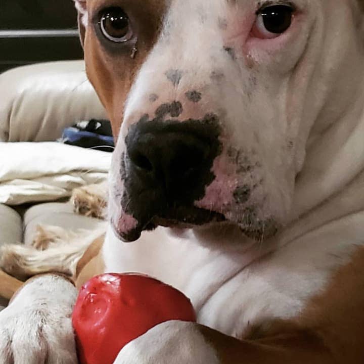 SodaPup Dog Toys – Großhandel Haustier-Kauspielzeug – Hund – Spotnik Asteroid — Kauspielzeug — Spielzeug zum Abrufen — groß — Rot6