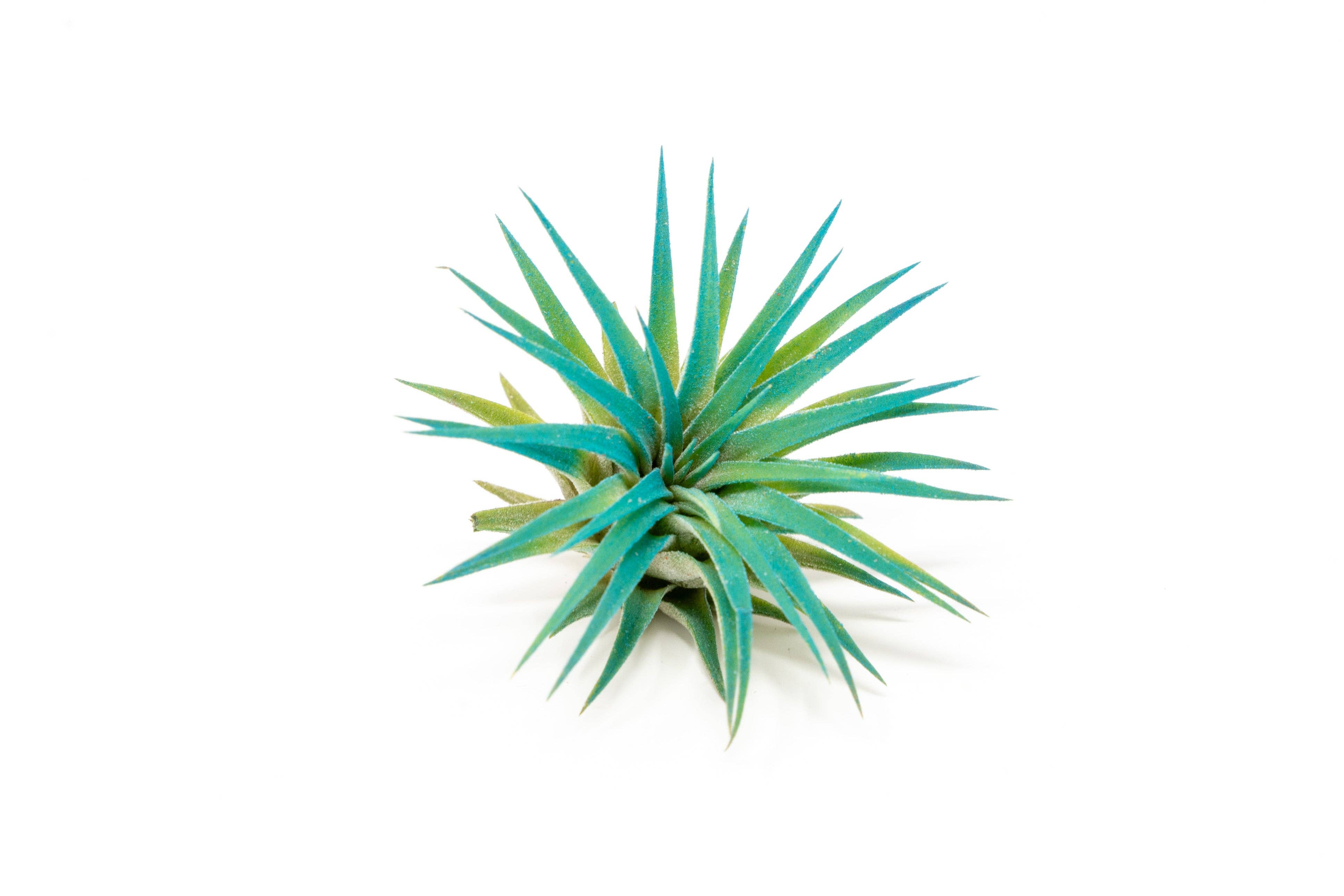 Air Plant Shop - Wholesale Live Plant - Color Enhanced Tillandsia Ionantha Rubra Air Plants5