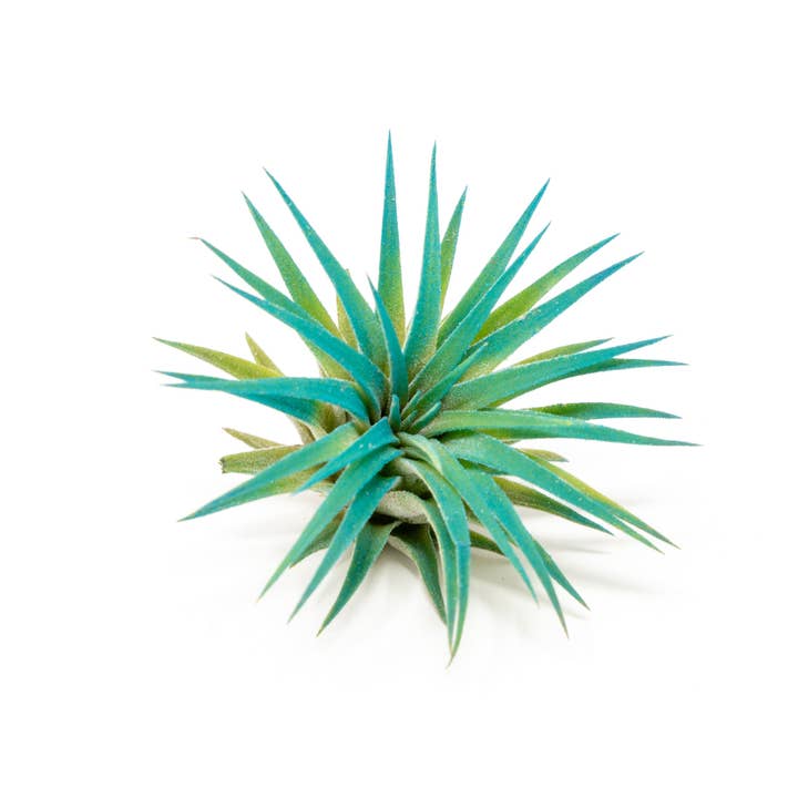 Air Plant Shop - Wholesale Live Plant - Color Enhanced Tillandsia Ionantha Rubra Air Plants5