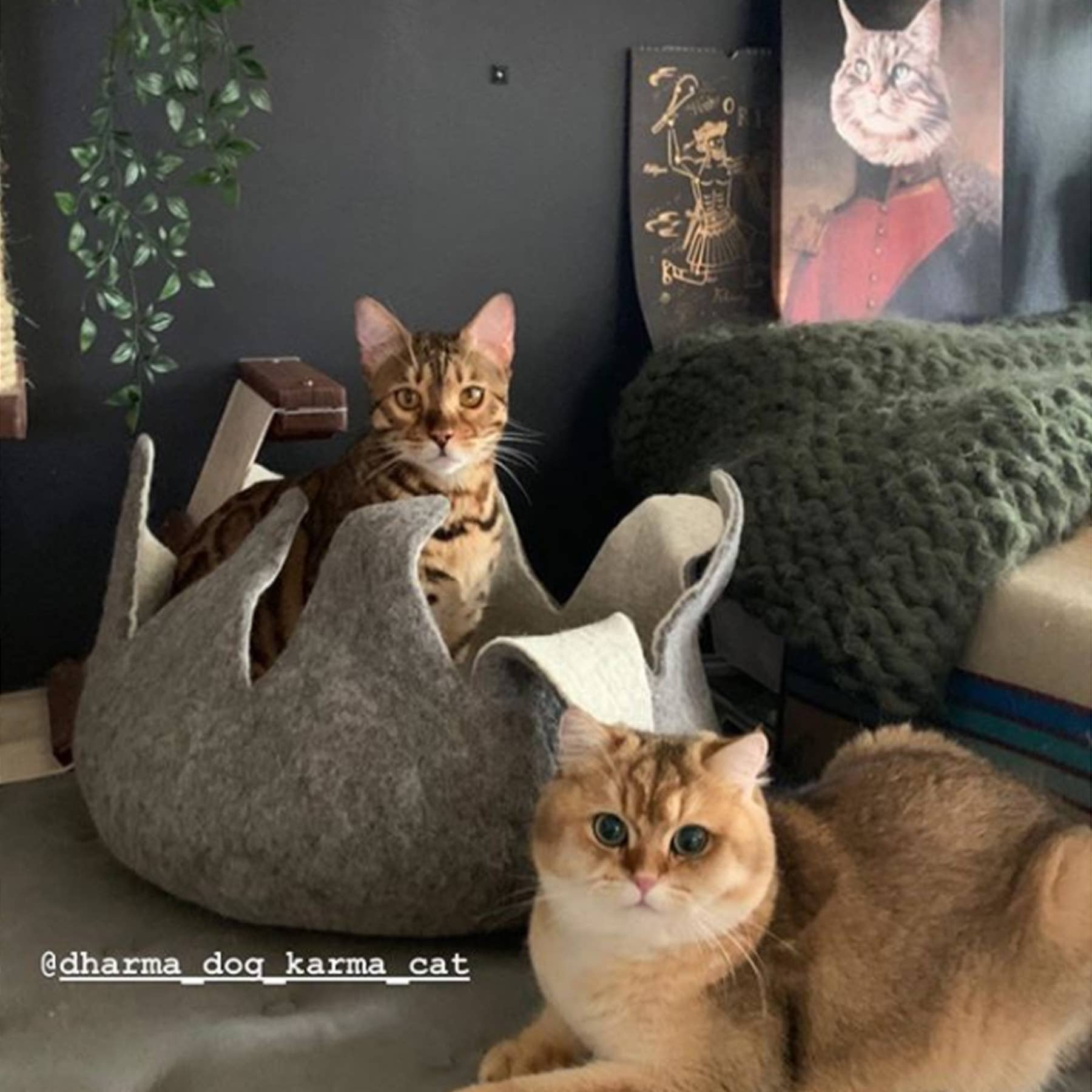 Karma Cat Inc. - Wholesale Pet Bed - Cat/Dog - Natural Petal Wool Pet Basket6