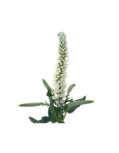 Florasource - Wholesale Fresh Cut Flowers - Veronica 60 stems2