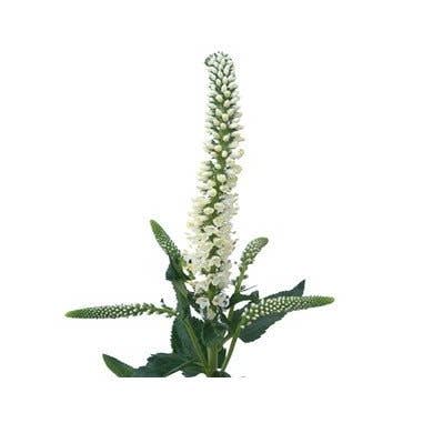 Florasource - Wholesale Fresh Cut Flowers - Veronica 60 stems2