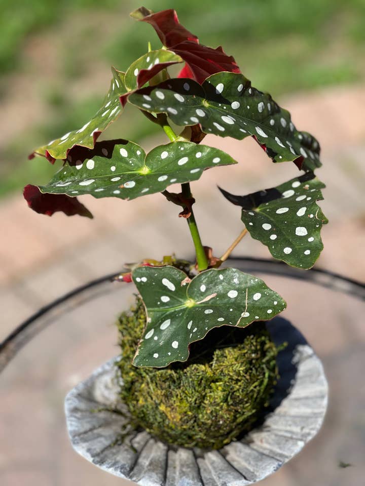 Begonia - Maculata for wholesale by White Stable Farms