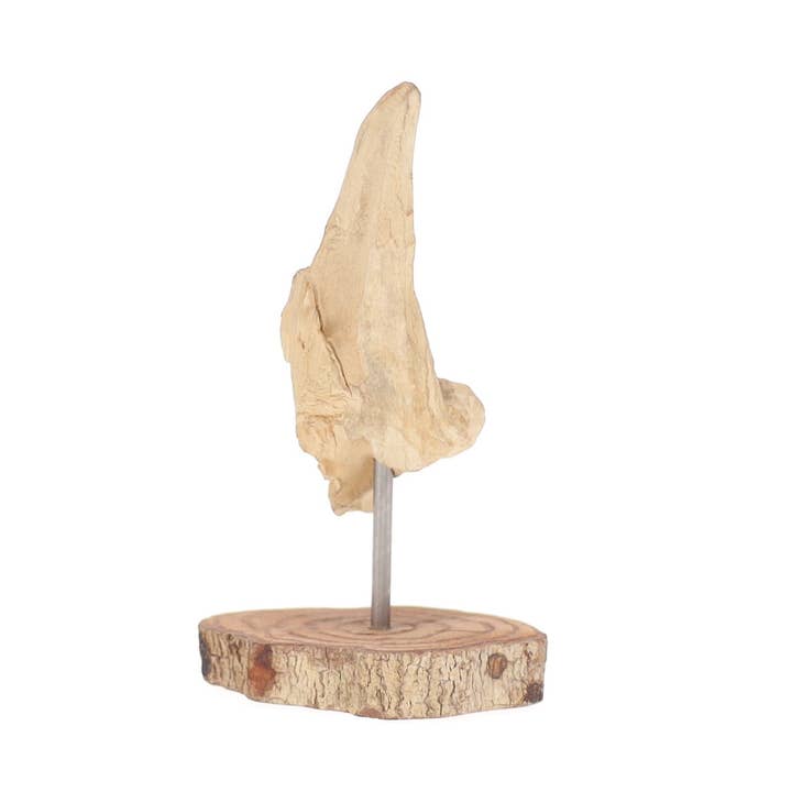 Madeira branqueada Escultura em madeira flutuante 4-6 “branqueada, suporte de madeira para venda a revendedores na Faire2