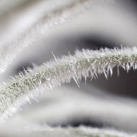 The Artizan Way - Wholesale Live Plant - Tillandsia Tectorum Bulk (12+ Plants) - Rare Air Plant