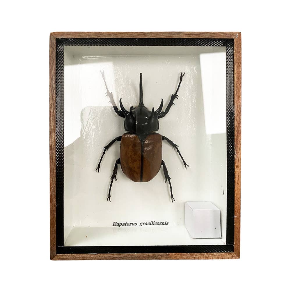 VIE - Wholesale Wall Accent - Framed Insect, Assorted51