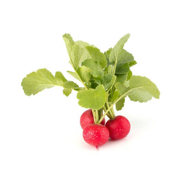 Bentley Seed Co. - Wholesale Plant Seeds - Radish-Cherry Belle 1884