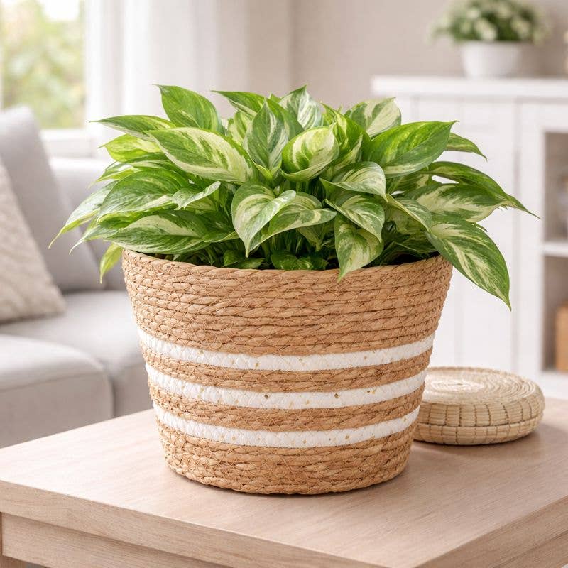 SWS BASKETS AND HOME DECOR - Wholesale Plant Pot - Striped Seagrass Planter Basket with Plastic Liner1