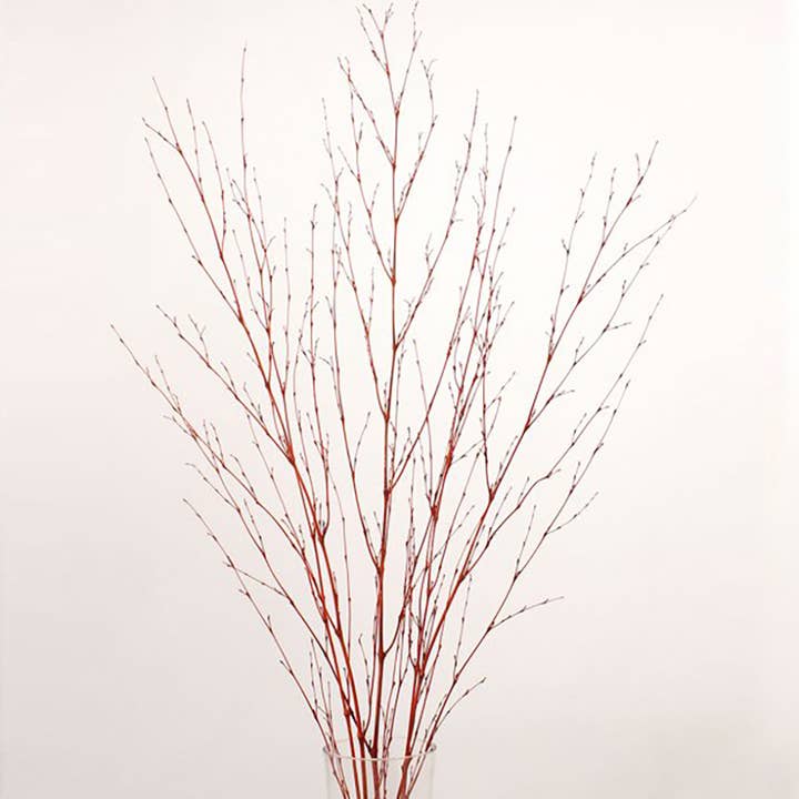 Bamboe spuitpakket van 6 takken 3-4 ft gebrande eik voor wholesale door TF Publishing - Paper Goods