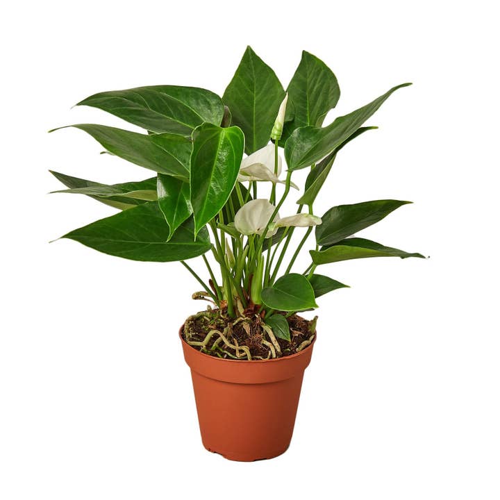 House Plant Wholesale WEST - Wholesale Live Plant - Anthurium 'White'