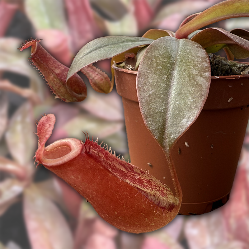 Succulents & Such, Inc. - Wholesale Live Plant - Nepenthes Ventricosa x Ampullaria “Bloody Mary”, 2" Potted0