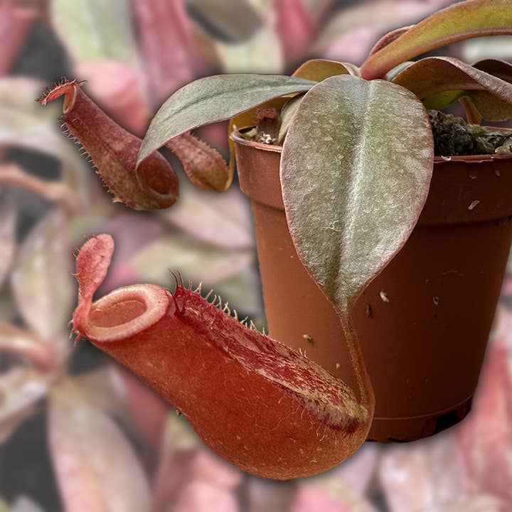 Succulents & Such, Inc. - Wholesale Live Plant - Nepenthes Ventricosa x Ampullaria “Bloody Mary”, 2" Potted