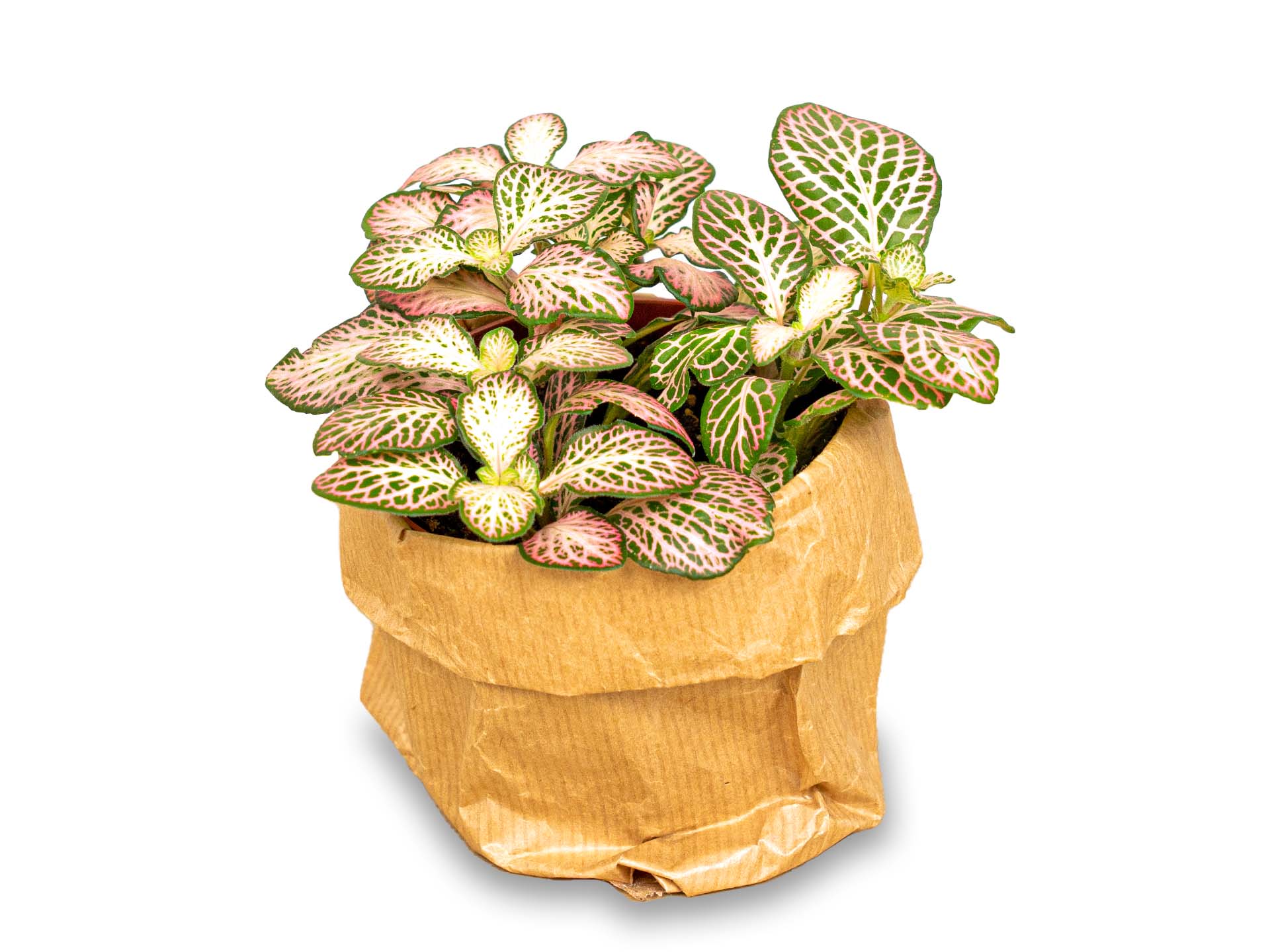Trendhero.nl/b2b - Venta al por mayor Plantas naturales - Fittonia Pink Tiger - Rosa, blanco y verde - Planta de mosaico2