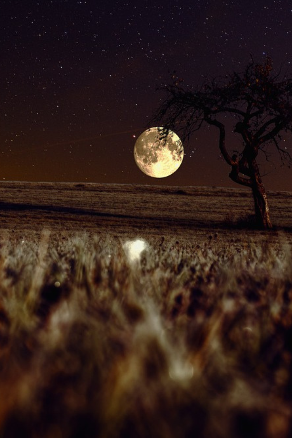 Dixie Grace - Wholesale Travel Candles - Harvest Moon - 8 oz Candle Tin - Cotton Wick1