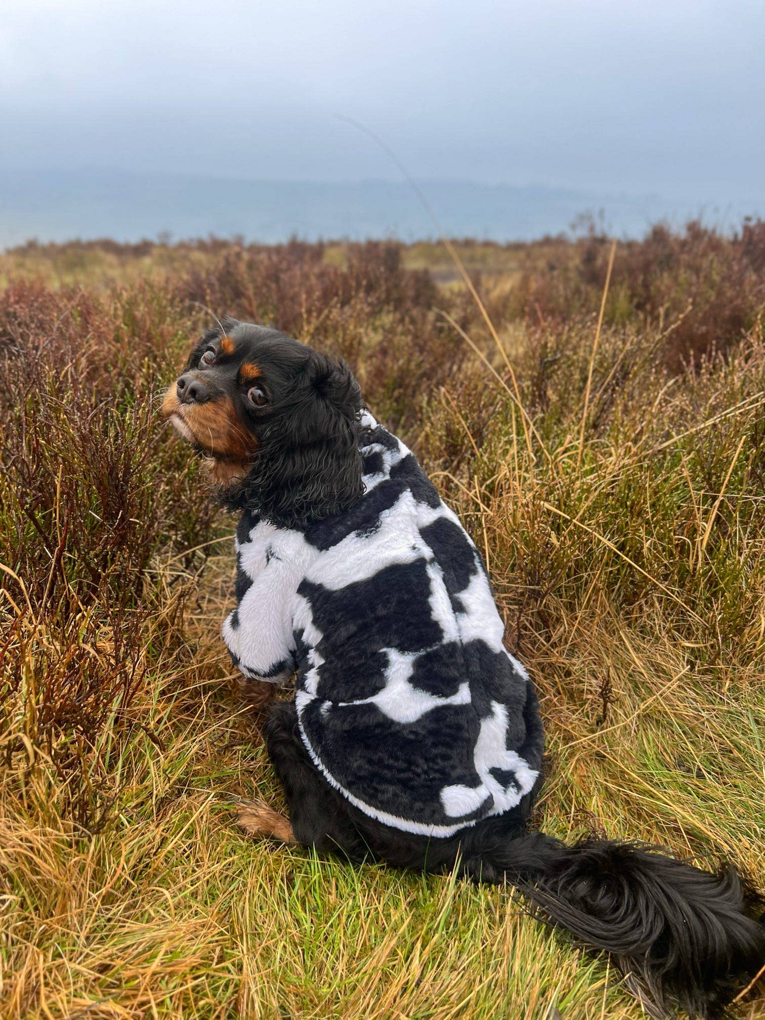 The Paw Print Boutique - Wholesale Pet Coat - Dog - The Cow Print Fluffy & Fabulous Fleece20