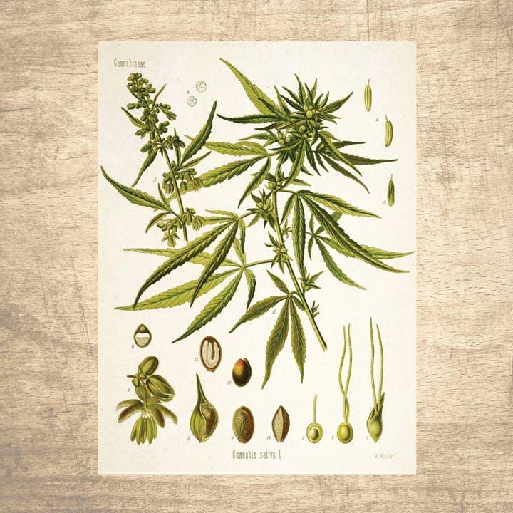 Ilustração botânica da maconha por atacado de Lettered & Lined