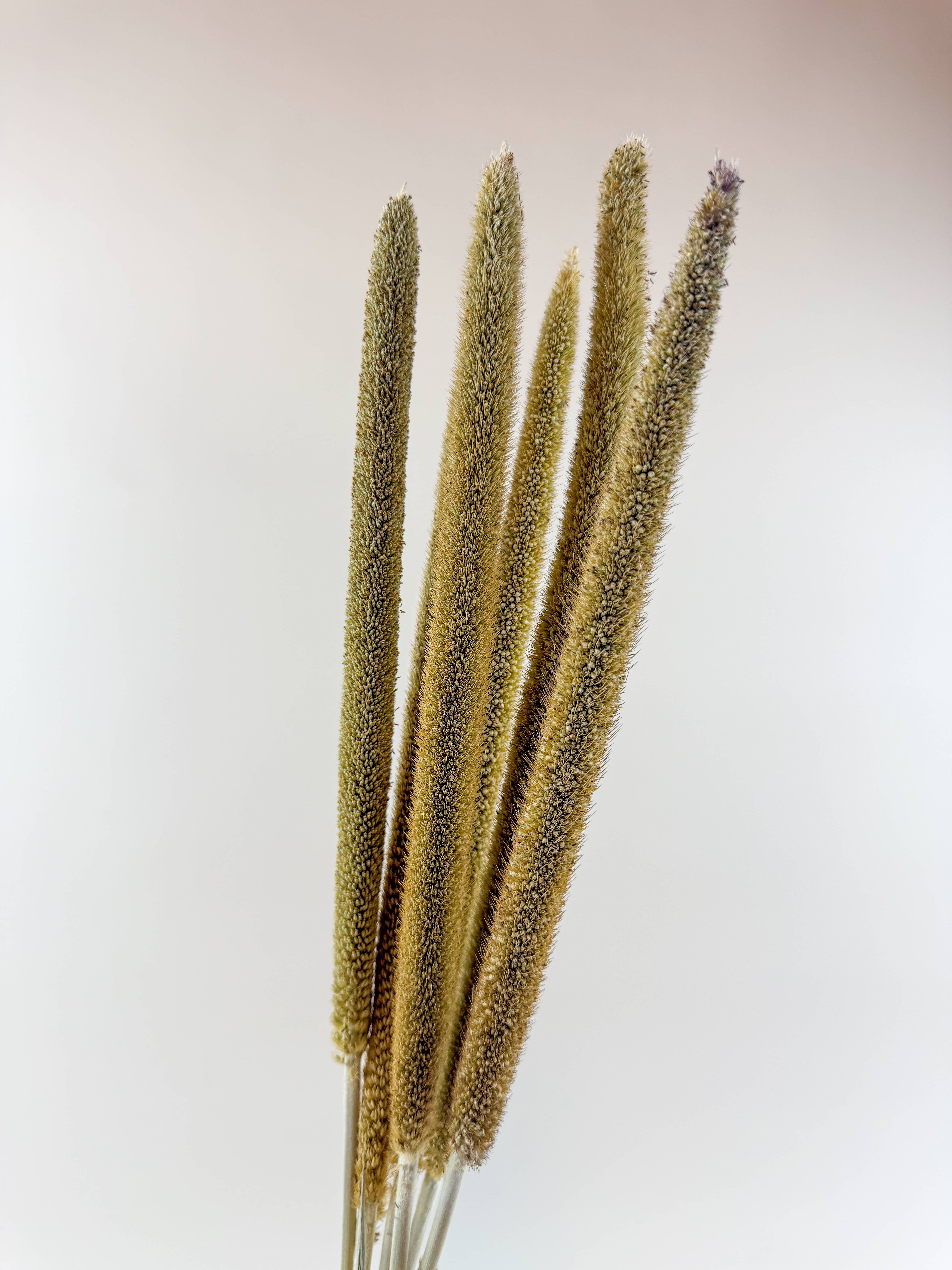 Lovejoy Farms Premium Dried Flowers - Wholesale Dried/Pressed Flowers - Pearl Millet – Natural Dried Millet Stems for Floral Design1