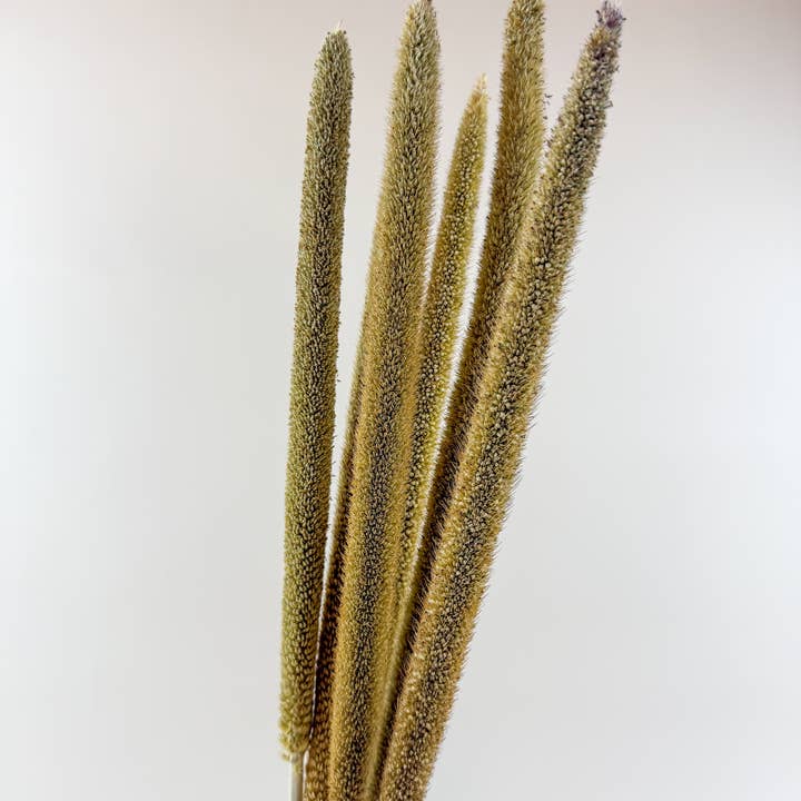 Lovejoy Farms Premium Dried Flowers - Wholesale Dried/Pressed Flowers - Pearl Millet – Natural Dried Millet Stems for Floral Design1