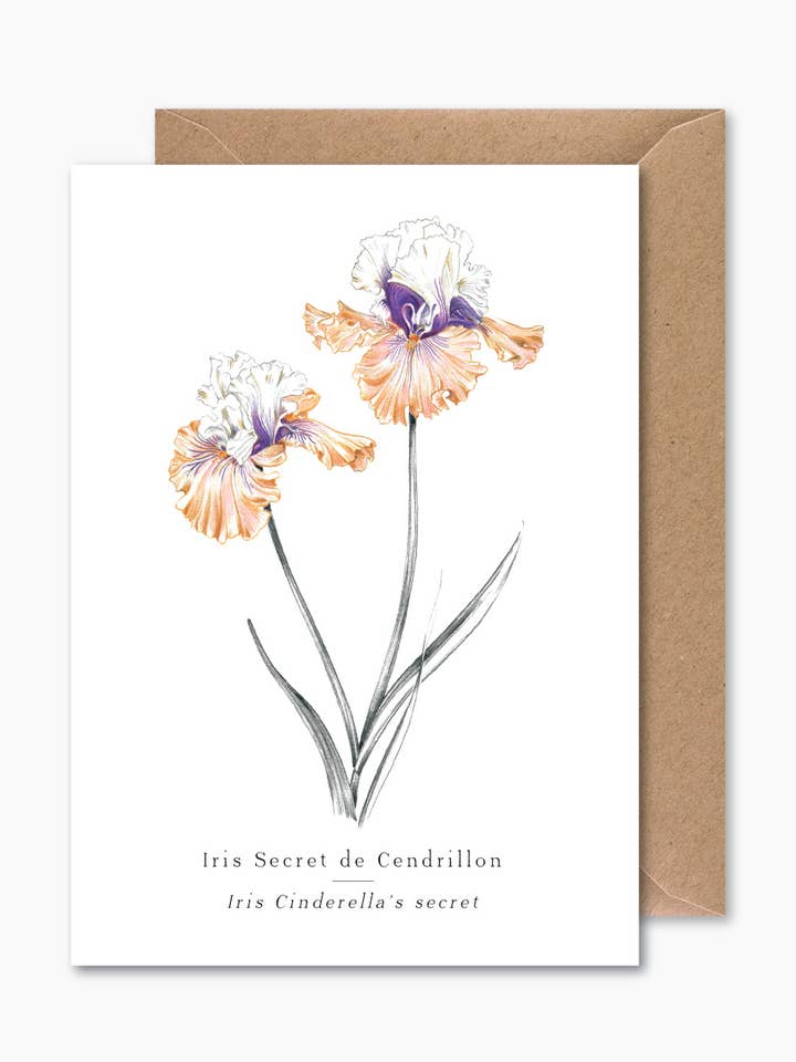 Iris for wholesale by Papier Mirage