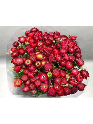 Ranunculus Elegance Red 100 stems for wholesale by Florasource