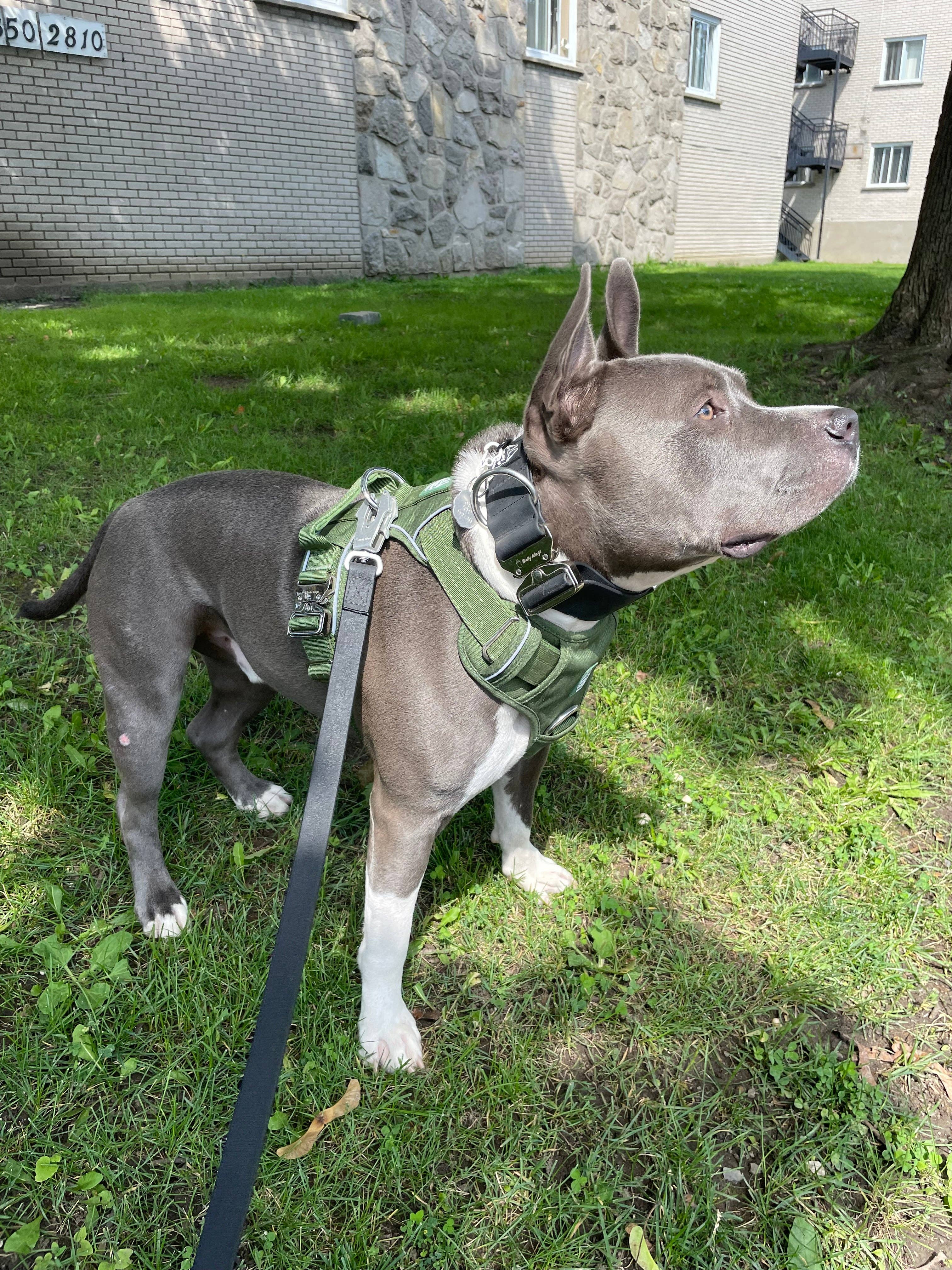 Verde Cactus Imbracatura robusta per uso quotidiano - Verde cactus in vendita all'ingrosso su Faire5